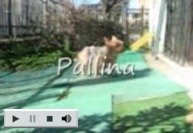 pallina_lca